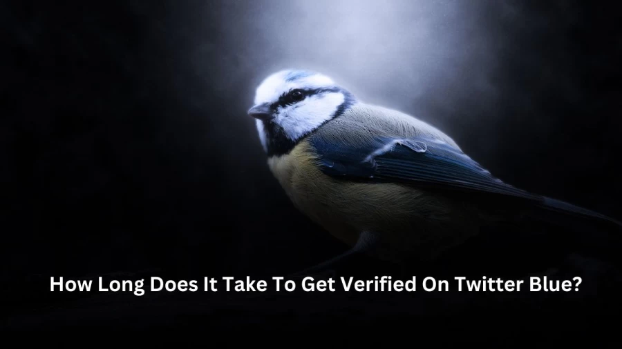 How Long Does It Take To Get Verified On Twitter Blue? How To Get Verified Your Twitter Account?