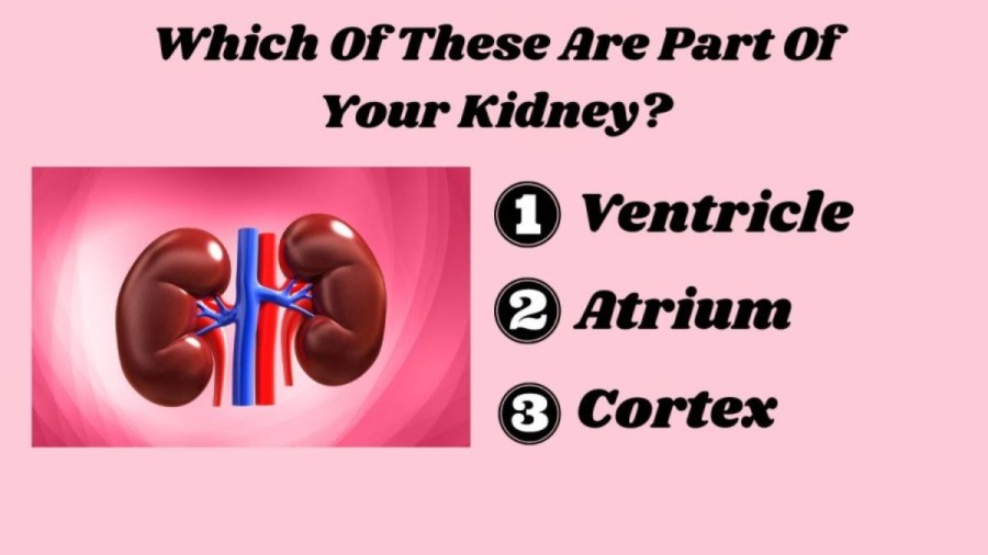 Brain Teaser For Students: Can You Pass This Human Body Quiz?