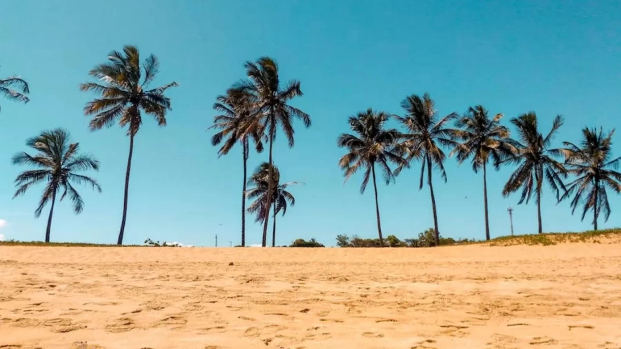 Optical Illusion Hide And Seek: The Hidden Sand Crab In This Picture Is Not Easy To Find. Do You Want To Try?