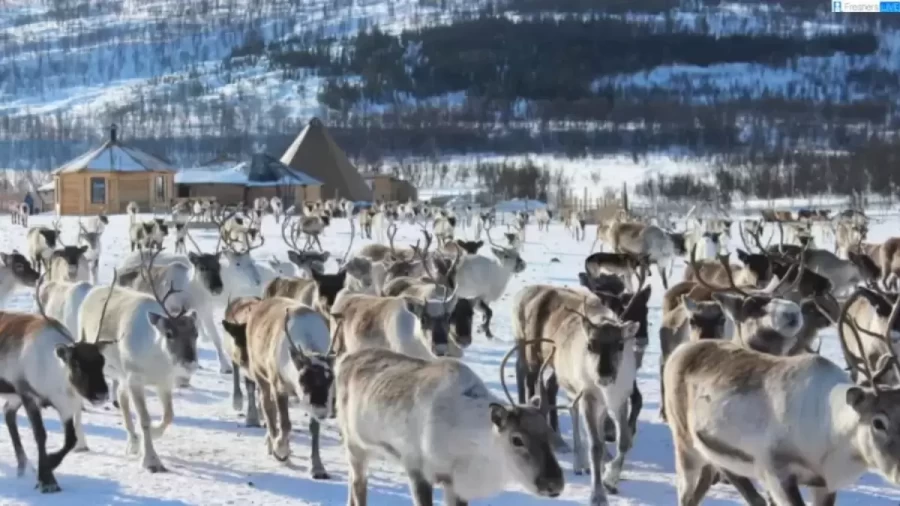 Optical Illusion Wolf Search: Can You Find the Hidden Wolf Among these Reindeers in 10 Seconds?