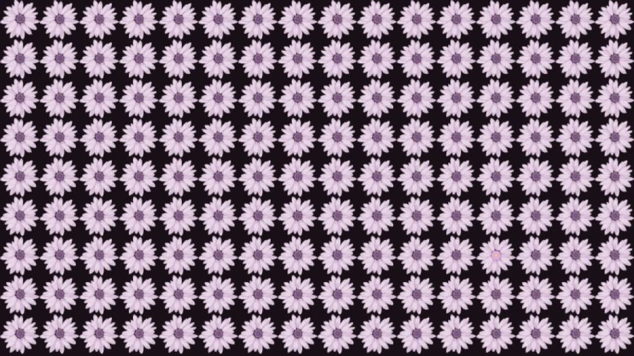 Brain Teaser: Can you Circle the Odd One Out in this Image?