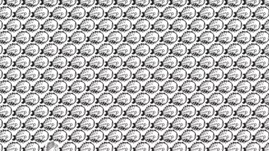 Can You Spot The Porcupine Among The Fishes Within 12 Seconds? Explanation And Solution To The Optical Illusion