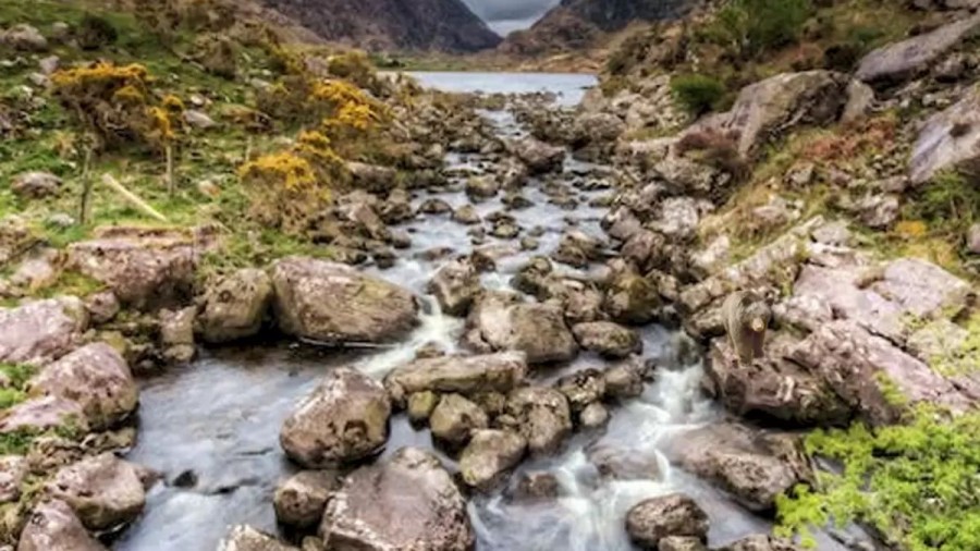 Optical Illusion Find And Seek: Do You See The Bear Cub In This River?