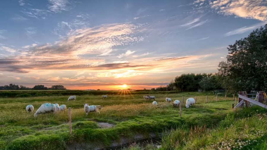 Optical Illusion Hide And Seek: There Is A Wolf Hidden Among These Sheep. Can You Find It In Less Than 10 Seconds?