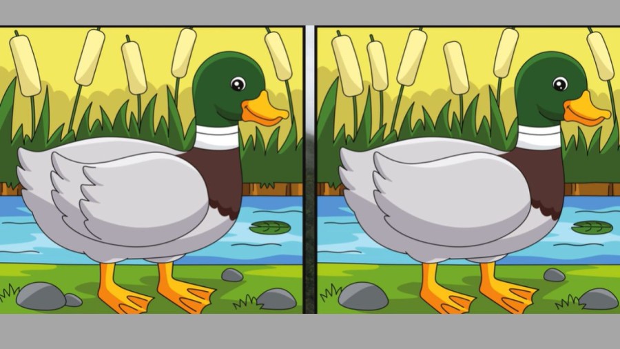 Optical Illusion Spot the Difference: If you have Eagle Eyes find the Difference between Two Images within 20 Seconds