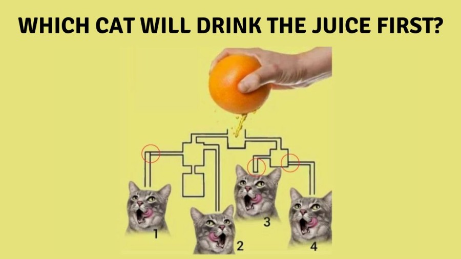 Brain Teaser: Which Cat will Drink the Juice First? Logical Picture Puzzle