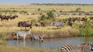 Finding Crocodile Optical Illusion: Spot The Hidden Crocodile Among The Zebras Within 15 Seconds?