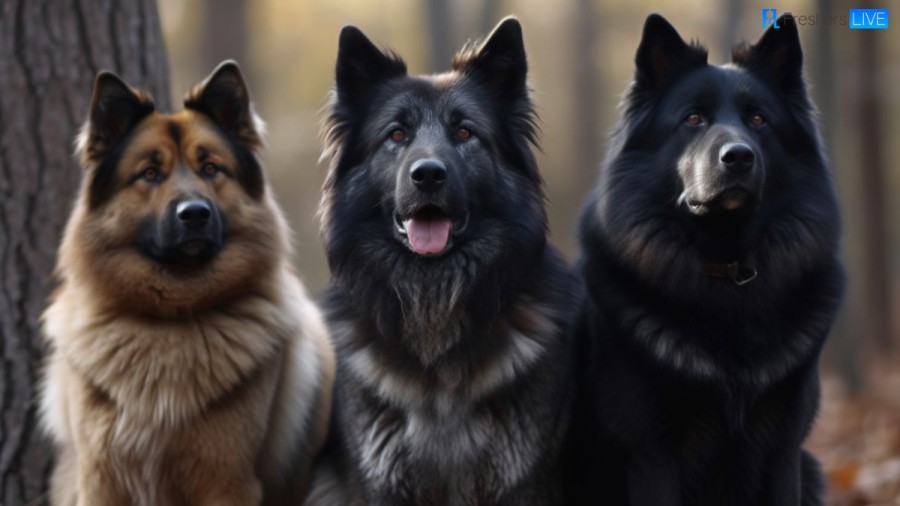 Most Dangerous Dog Breeds that Terrifies You [Top 10] 2023