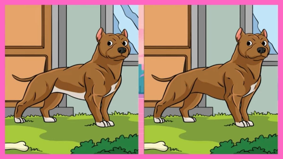 Brain Teaser Picture Puzzle: Can You Spot the Difference between the Two Pictures?