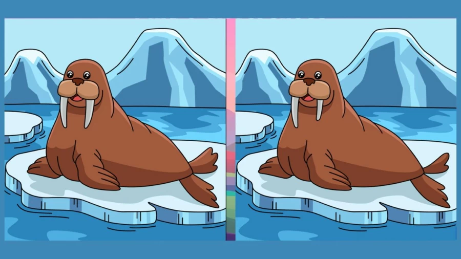 Brain Teaser Spot the Difference Puzzle: Can you Spot 3 Differences in these Pictures?