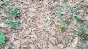 Optical Illusion: Can you find the Perfectly Camouflaged Copperhead Snake in 10 Seconds?