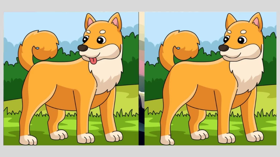 Spot the difference Game: Only a genius can find the 3 differences in less than 15 seconds!