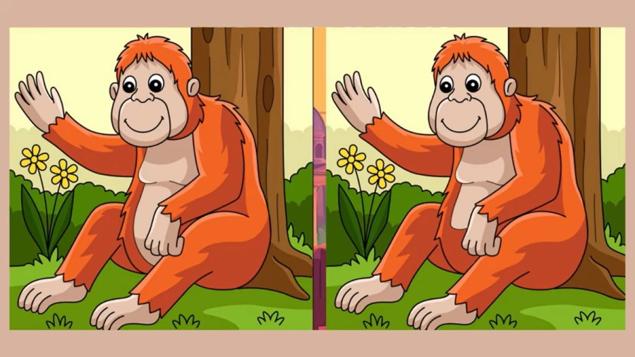 Brain Teaser Spot the Difference Puzzle: Can you Spot 3 Differences in these Pictures?