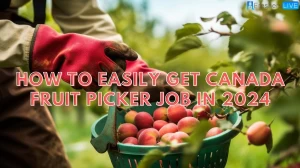 How to Easily Get Canada Fruit Picker Job in 2024 Flash Ca