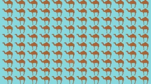 Optical Illusion: Can you find the Odd Camel in 10 Seconds?