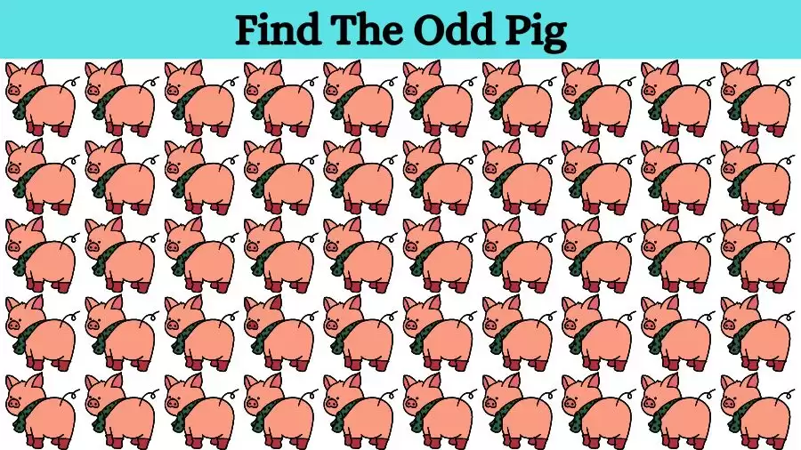 Optical Illusion Brain Challenge: If you have Eagle Eyes find the Odd Pig in 15 Seconds