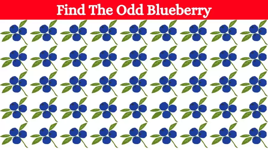 Optical Illusion Visual Test: If you have Eagle Eyes find the Odd Blueberry in 18 Seconds