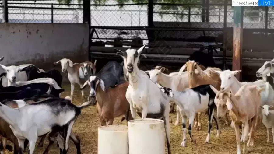 Among the Goats there is a Sheep. Can You Find It?