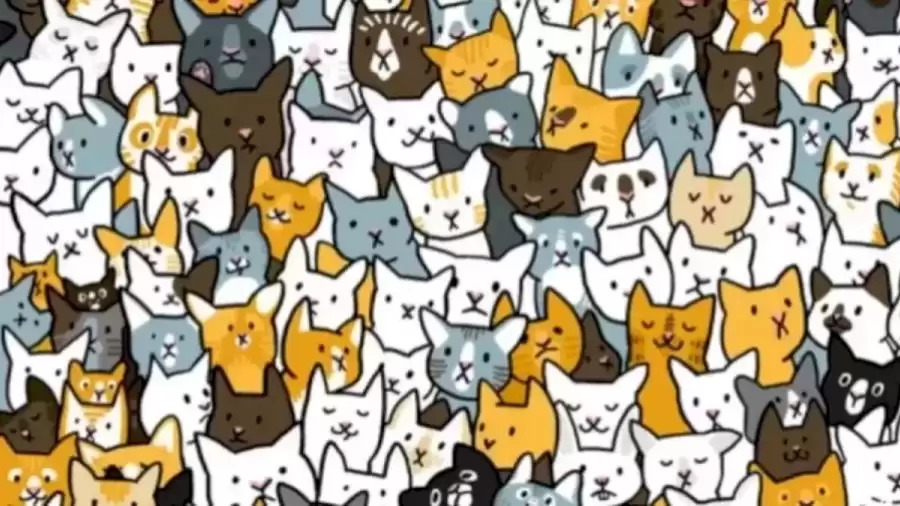 Optical Illusion Eye Test: If you have Sharp Eyes find the Hidden Bunny among these Cats in less than 10 Seconds