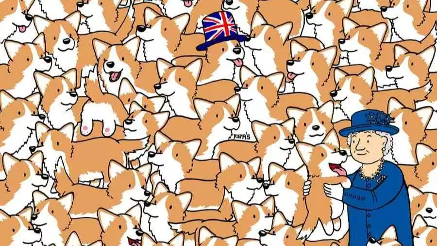 Test Your Eyes With This Optical Illusion Find Three Loaves of Bread Hidden Among the Queen's Corgis