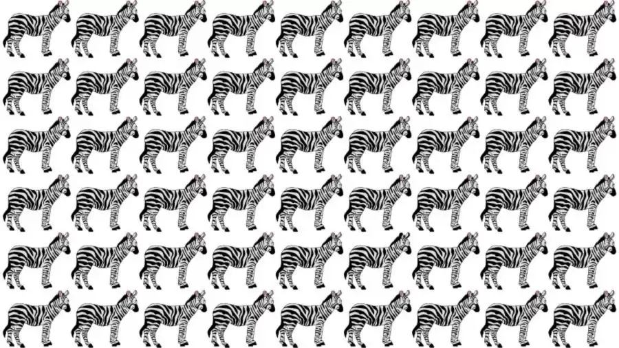 Can you find the Odd Zebra in 10 Seconds?