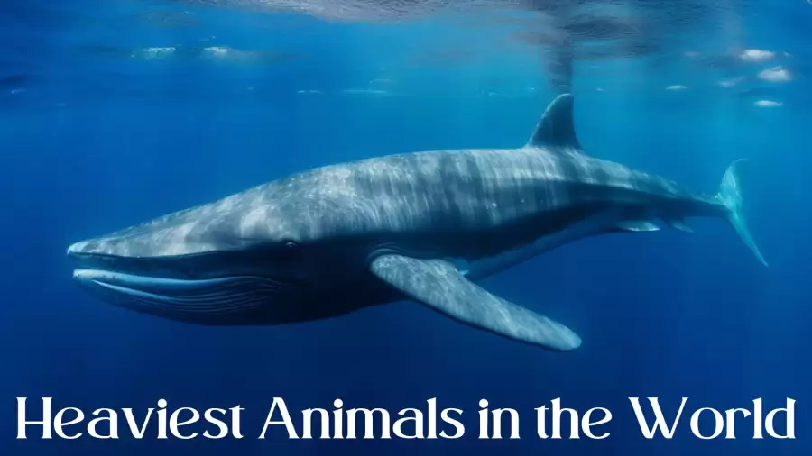 Heaviest Animals in the World - Top 10 Nature's Mighty Giants