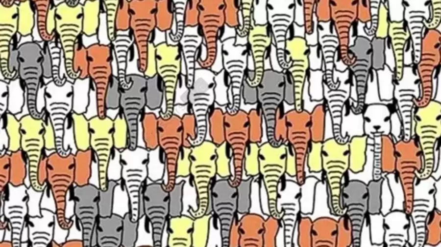 You Have Only 10 Seconds To Find The Panda Among These Elephants. Your Time Starts Now!