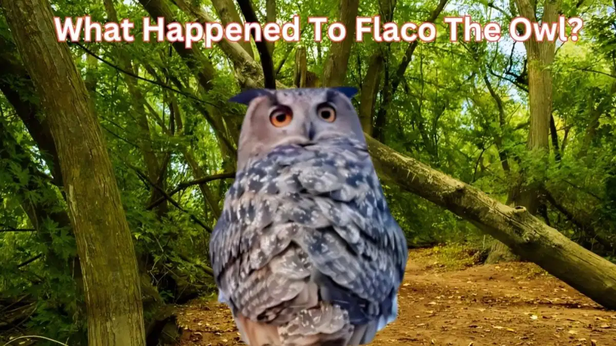 What Happened to Flaco the Owl? How Did Flaco the Owl Die?