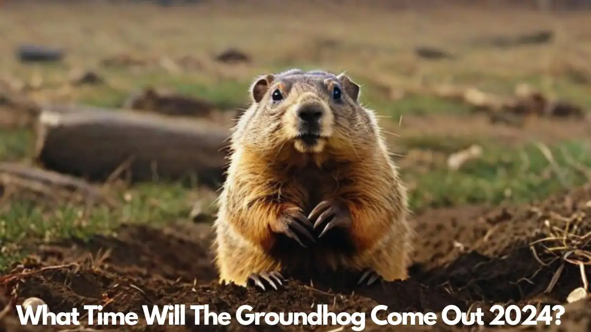 What Time Will the Groundhog Come Out 2024? Did Groundhog See His Shadow 2024?